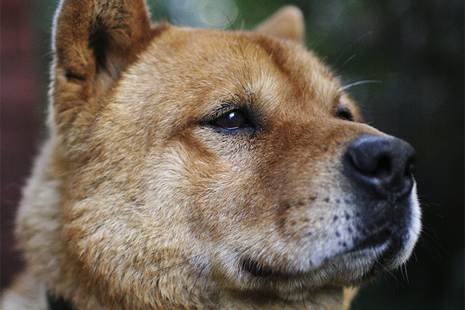 do korean jindo dogs shed