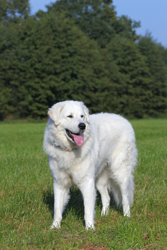 Kuvasz Dog Breed Information, Pictures, Characteristics & Facts - Dogtime