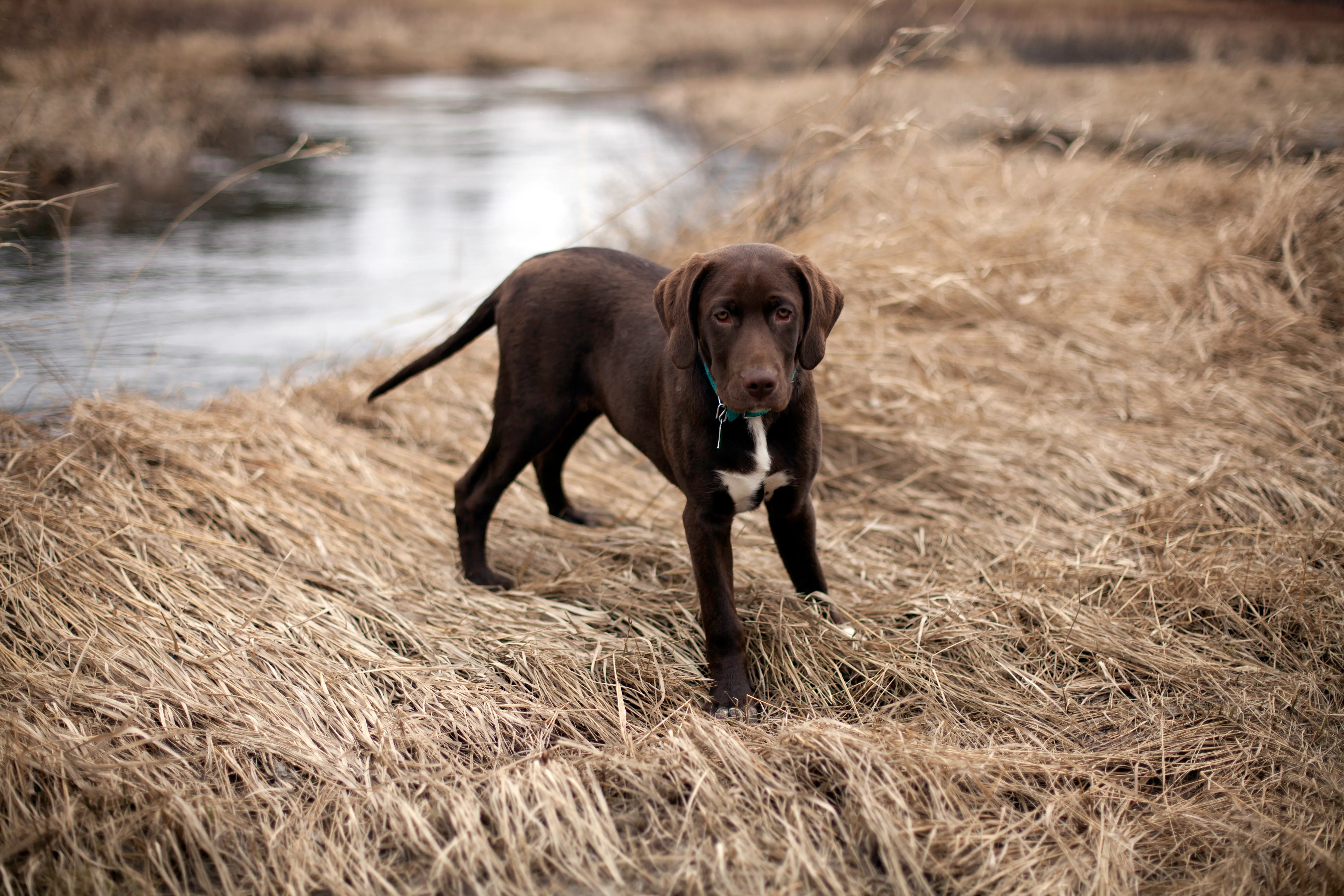 Lab Pointer Mixed Dog Breed Pictures