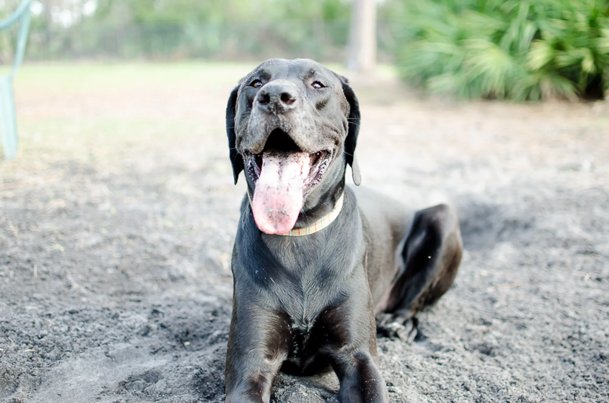 Labradane Mixed Dog Breed Pictures