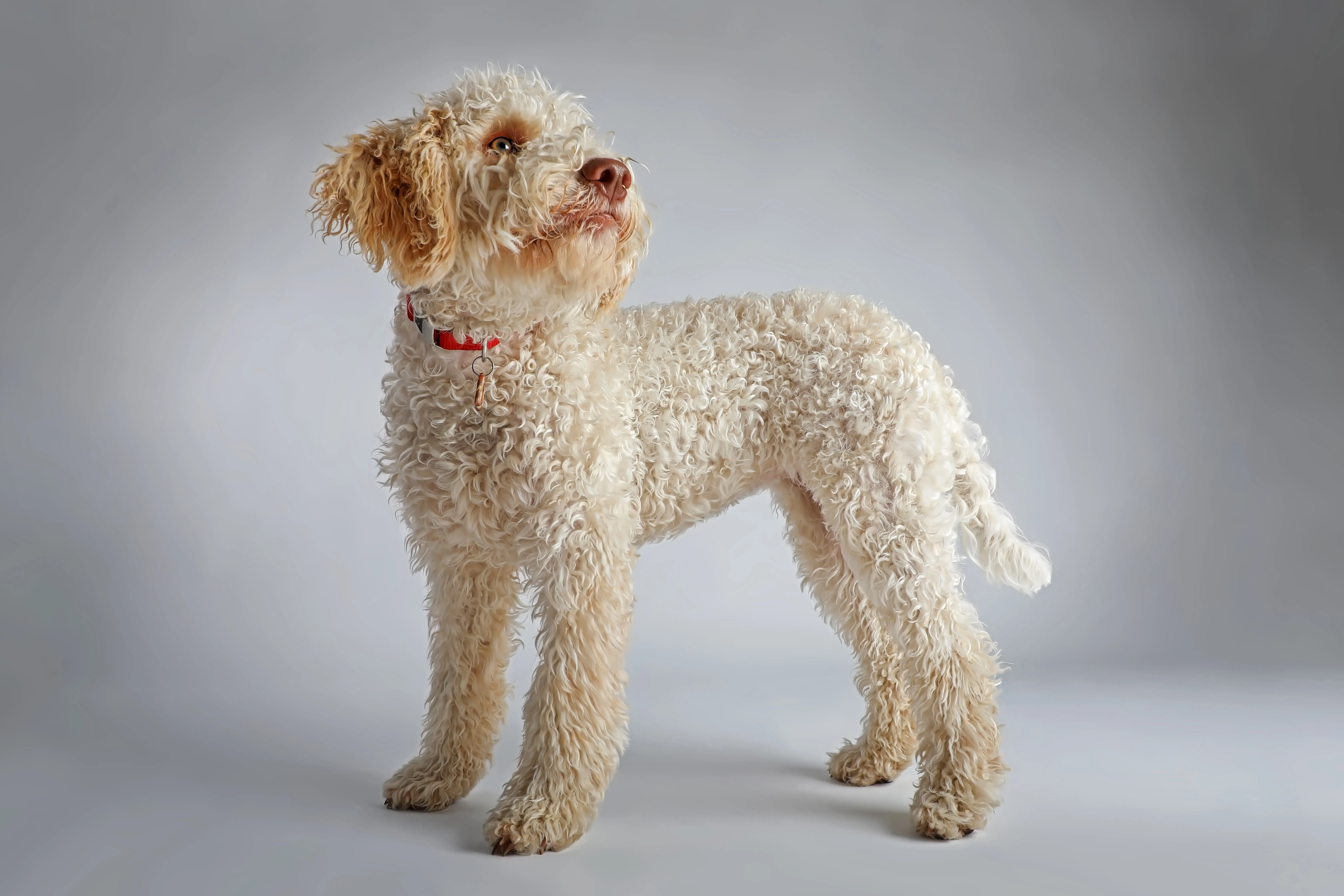 6720px x 4480px - Lagotto Romagnolo Dog Breed Information & Pictures â€“ Dogtime