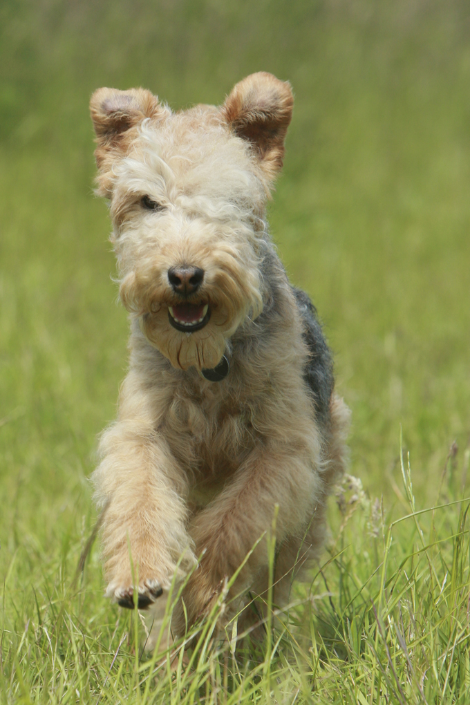 are lakeland terriers affectionate dogs