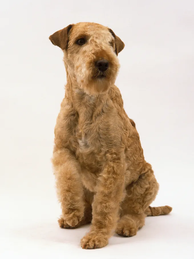 Lakeland Terrier Dog Breed Information, Pictures, Characteristics ...