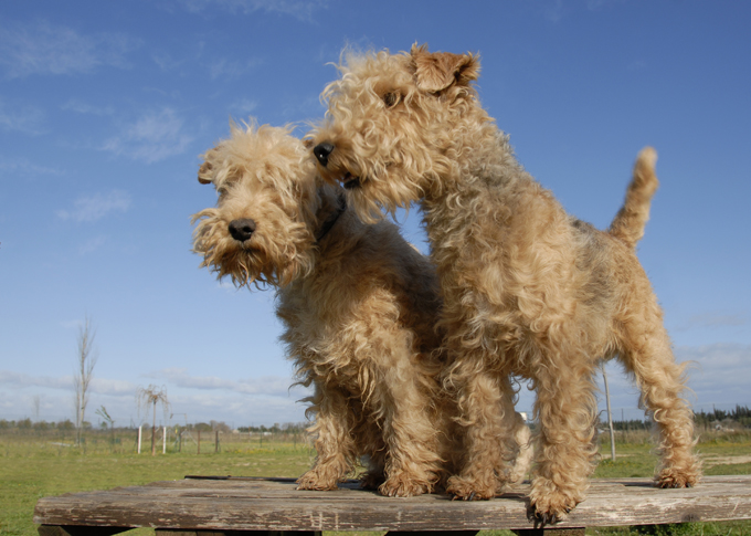 is a lakeland terrier a good family dog