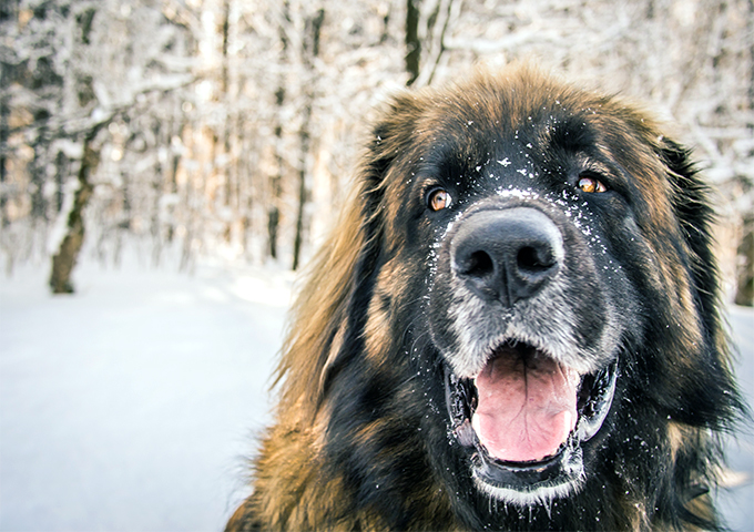 Leonberger Dog Breed Picture