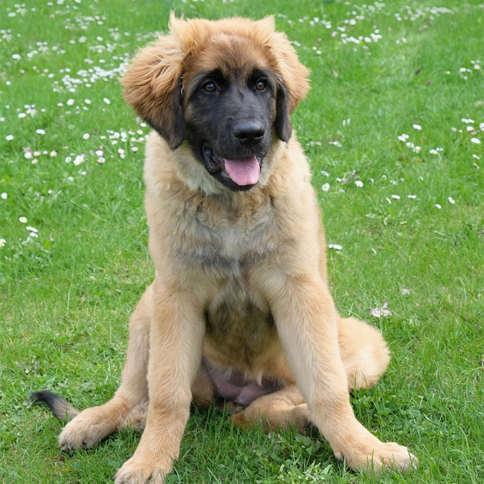 Leonberger Dog Breed Picture