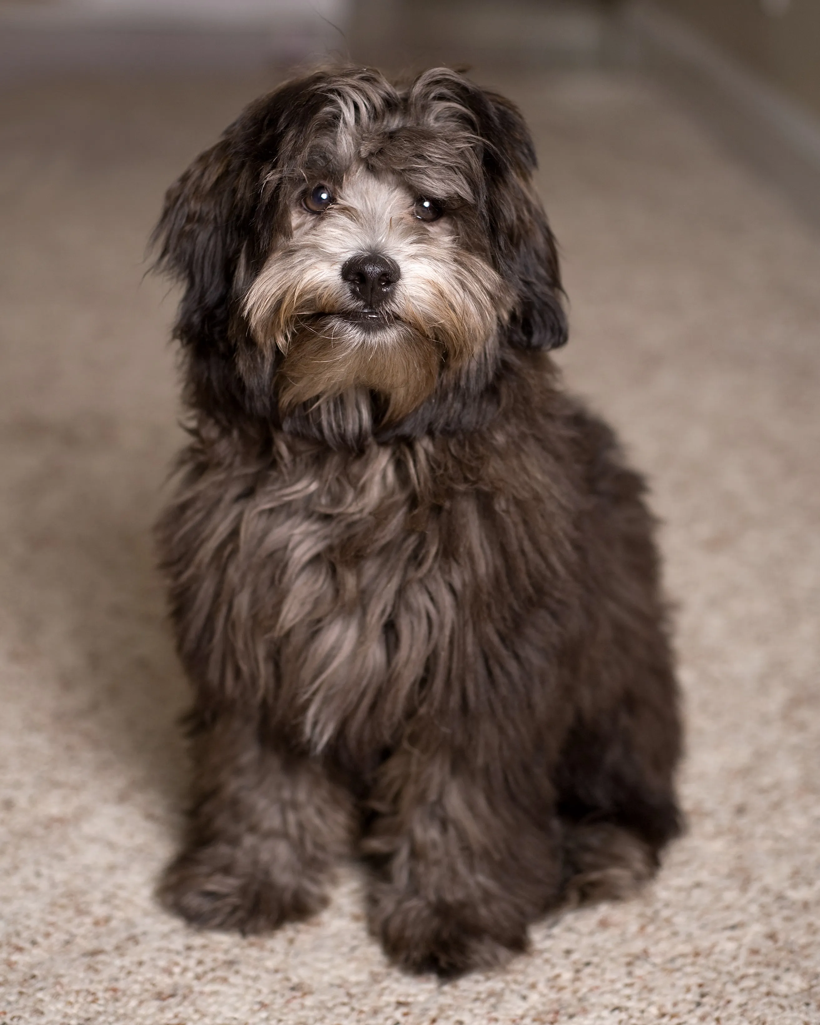 Pioner forudsætning camouflage Lhasapoo Mixed Dog Breed Pictures, Characteristics, & Facts