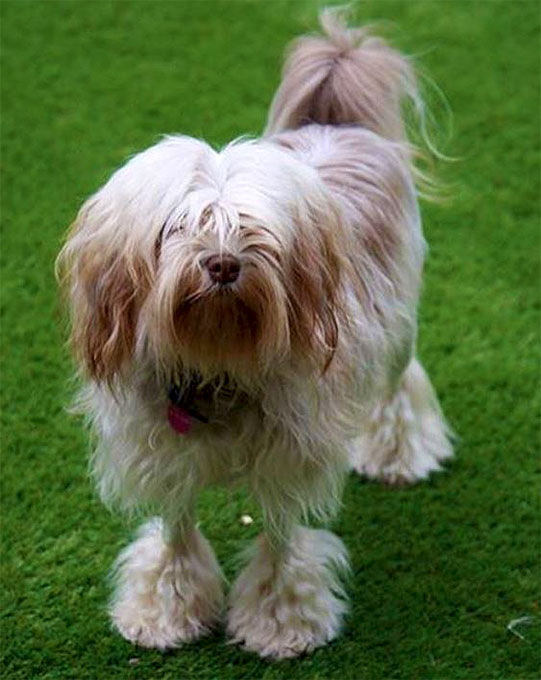 Lowchen Dog Breed Information, Pictures, Characteristics & Facts DogTime