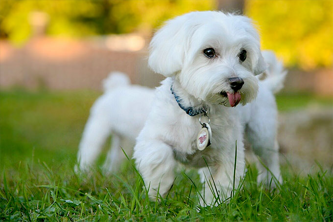 Maltese Dog Breed Picture
