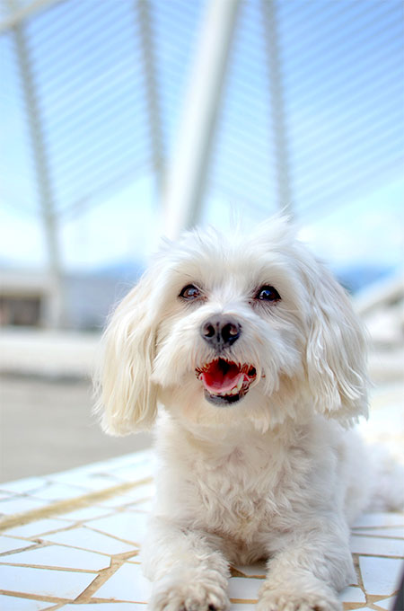 Maltese Dog Breed Picture