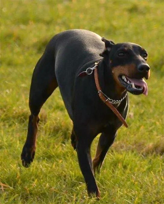 does a manchester terrier need a collar