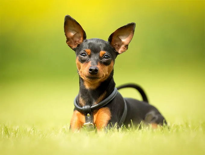 Miniature Pinscher Dog Breed Information Pictures Characteristics