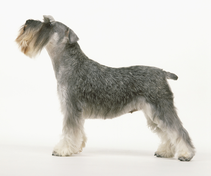 can miniature schnauzers cause weight gain