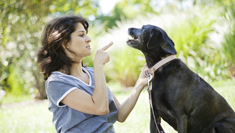 8 Common Mistakes Pet Parents Make When Training Their Dogs  