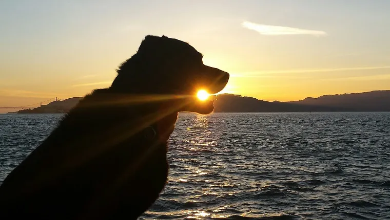 Tiangou, The Flying Dog Who Eats The Sun