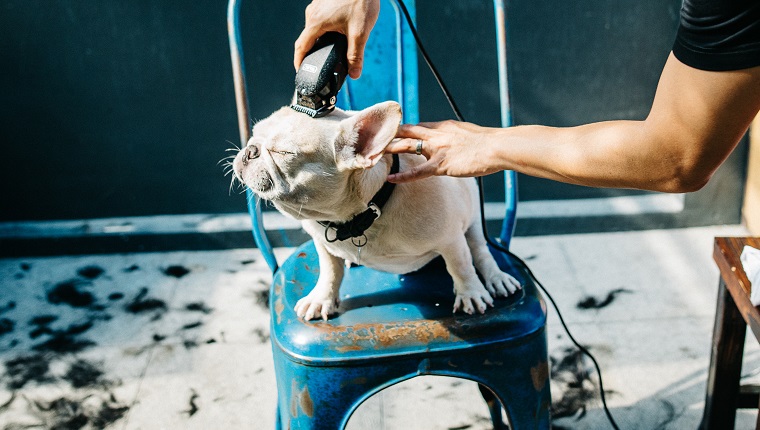 Shaving Or Wetting A Dog's Fur Will Keep Them Cool