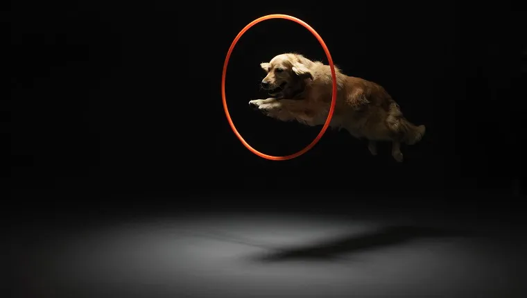 Circus Dogs And The Golden Retriever's Trainable Nature