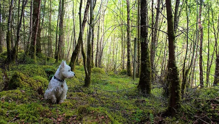 Hunting Tragedy And The West Highland White Terrier's Coat