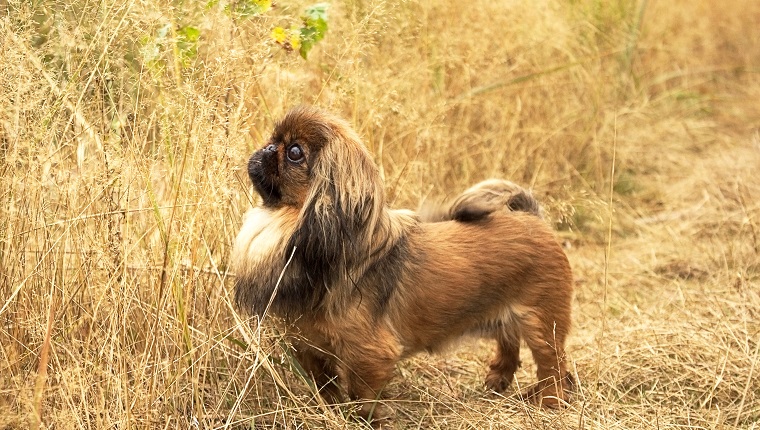 The Monkey, The Lion, And The Pekingese's Unique Looks