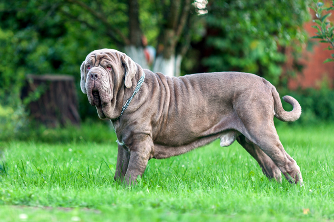 how to care for a beginner neapolitan mastiff