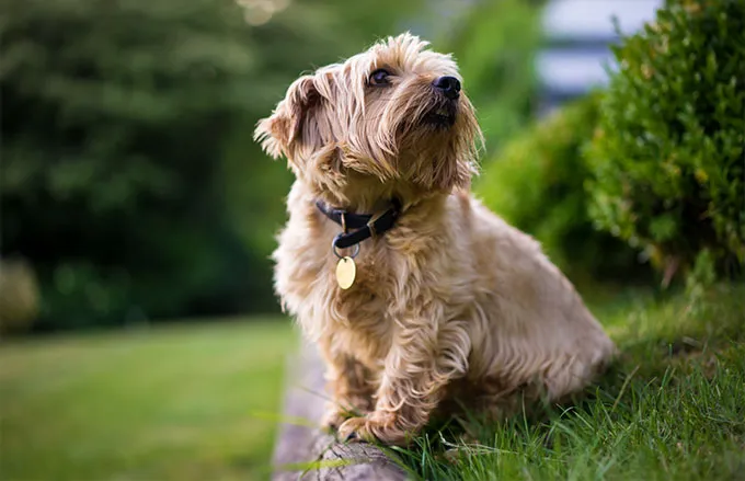 are norfolk terriers cuddly