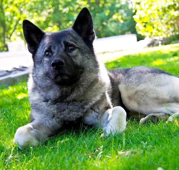 are black norwegian elkhound puppies lazy