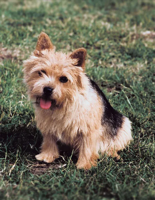 are norwich terriers aggressive