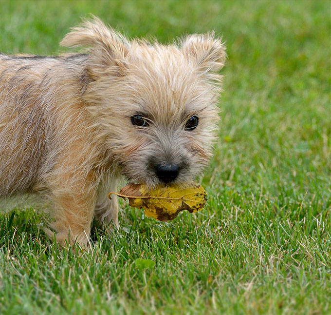 what are the congenital diseases in a norwich terrier puppy