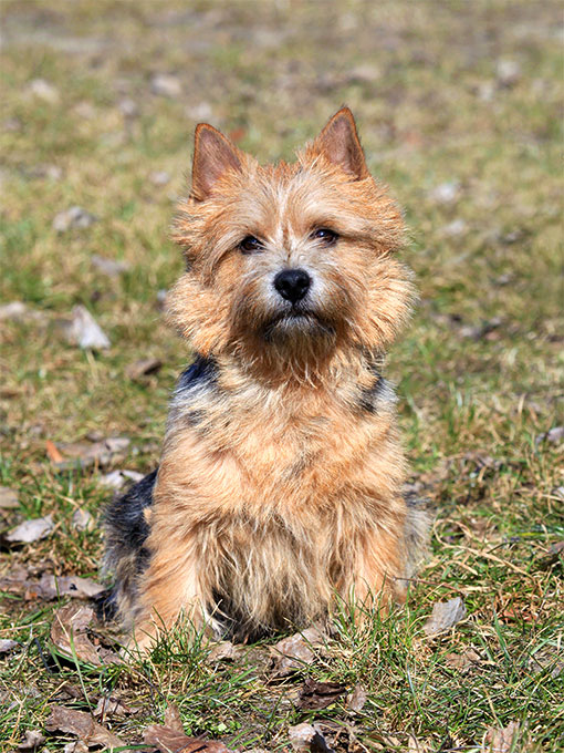 what are the congenital diseases in a norwich terrier puppy