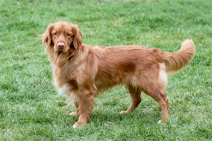 at what age is a nova scotia duck tolling retriever full grown