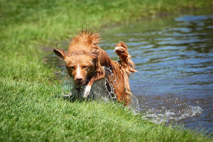 can a nova scotia duck tolling retriever live in india