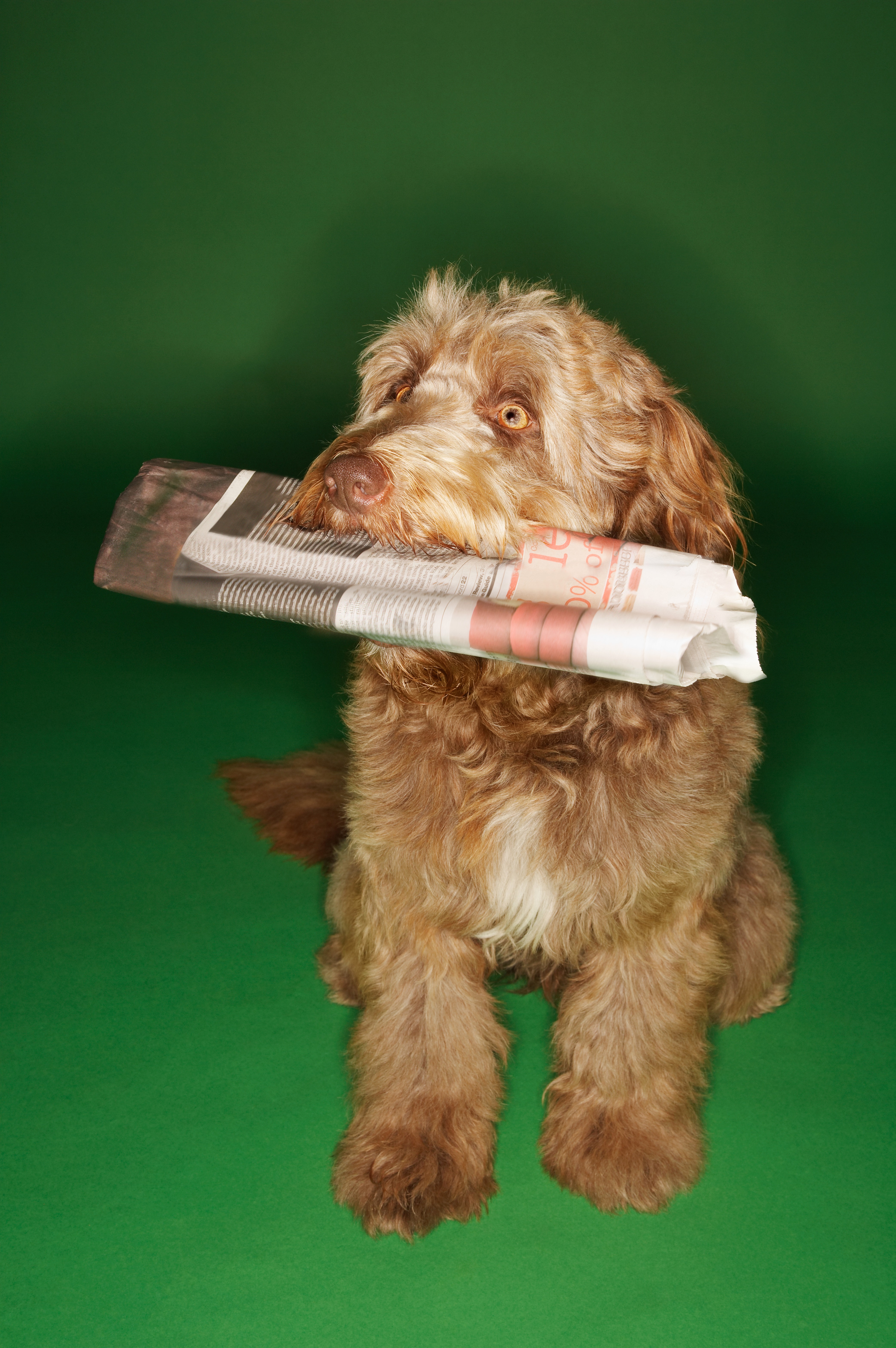 Otterhound Dog Breed Pictures