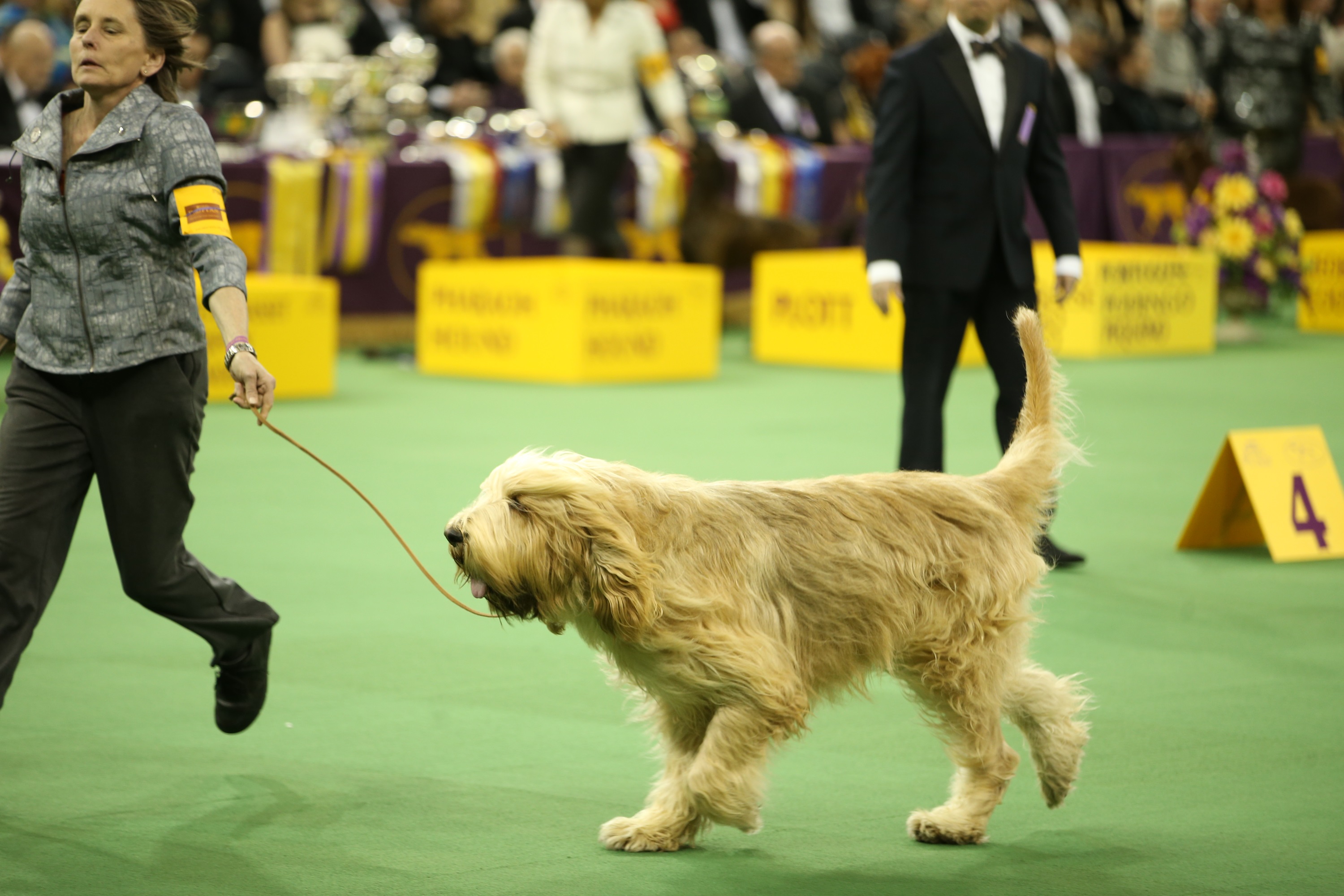 do otterhounds bark a lot