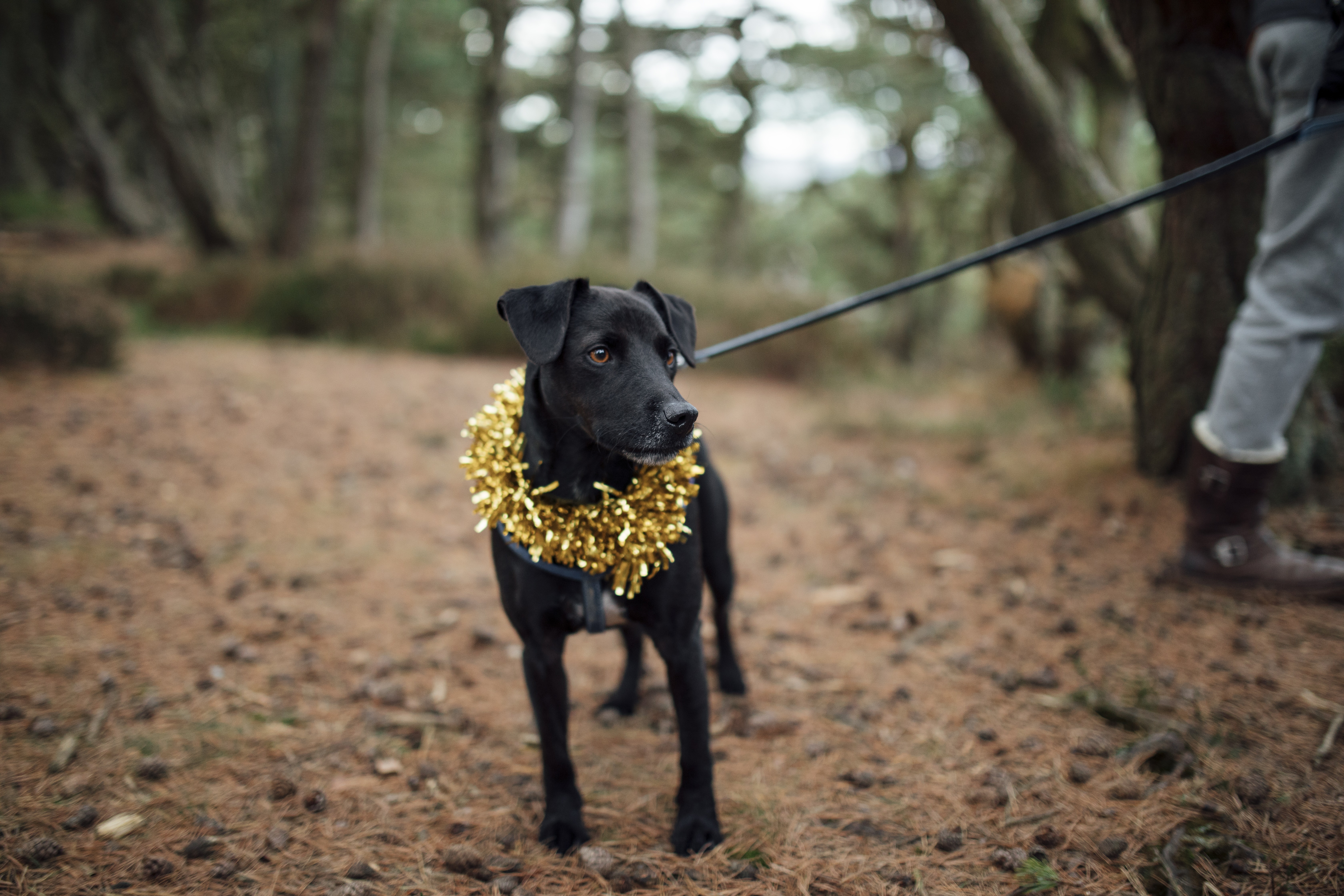 can patterdale terriers be left alone