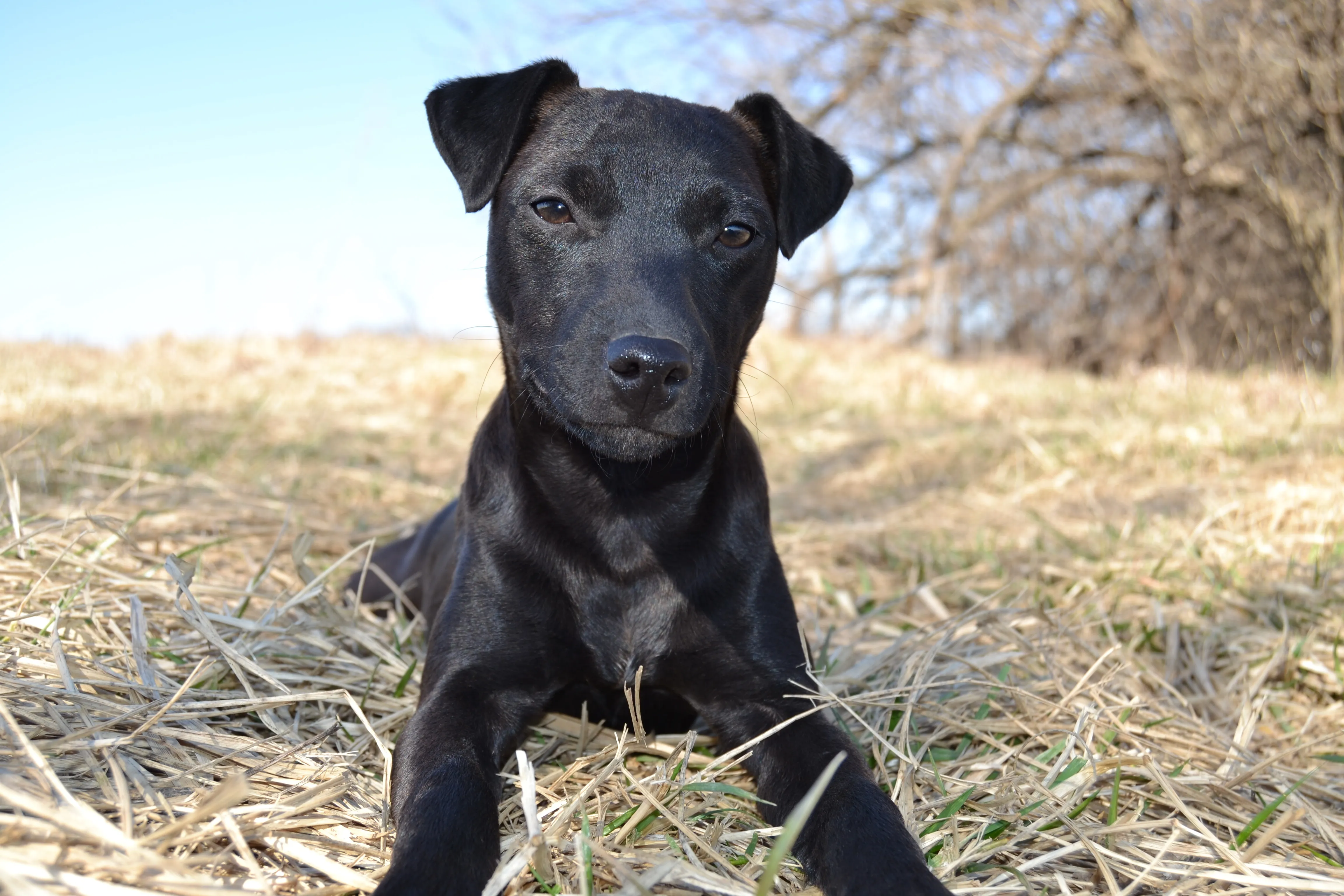 are patterdale terrier good with kids