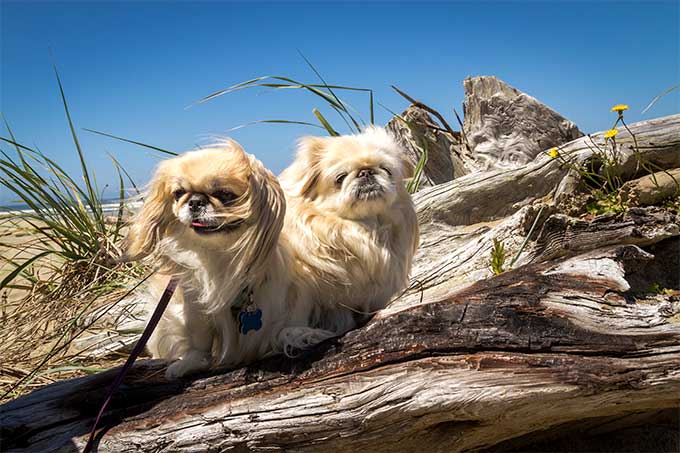 are pekingese noisy