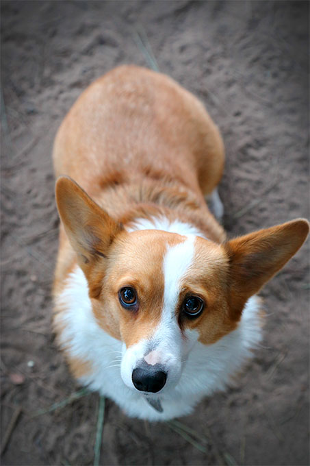 do corgis do well in heat