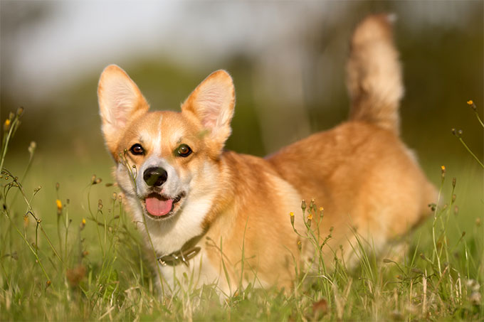 Pembroke Welsh Corgi Dog Breed Information, Pictures, Characteristics ...