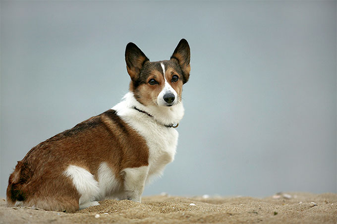 Does The Pembroke Welsh Corgi Attack Intruders