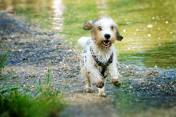 Petit Basset Griffon Vendeen Dog Breed Picture