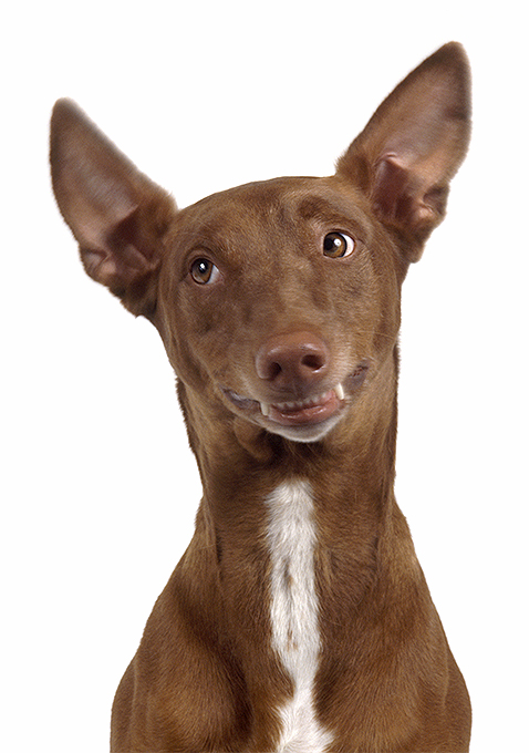 Pharaoh Hound Dog Breed Picture