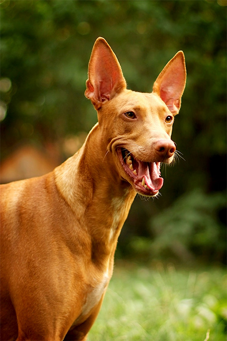 Pharaoh Hound Dog Breed Picture
