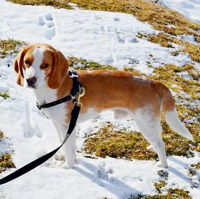 Pocket Beagle Dog Breed Information, Pictures, Characteristics & Facts