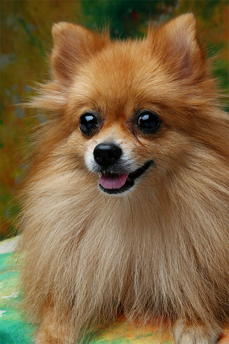Pomeranian Dog Breed Information, Pictures, Characteristics & Facts –  DogTime