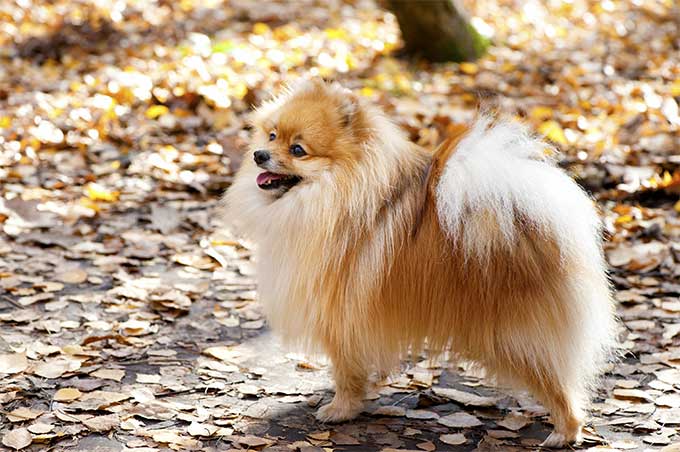 What Are the Different Pomeranian Coat Stages