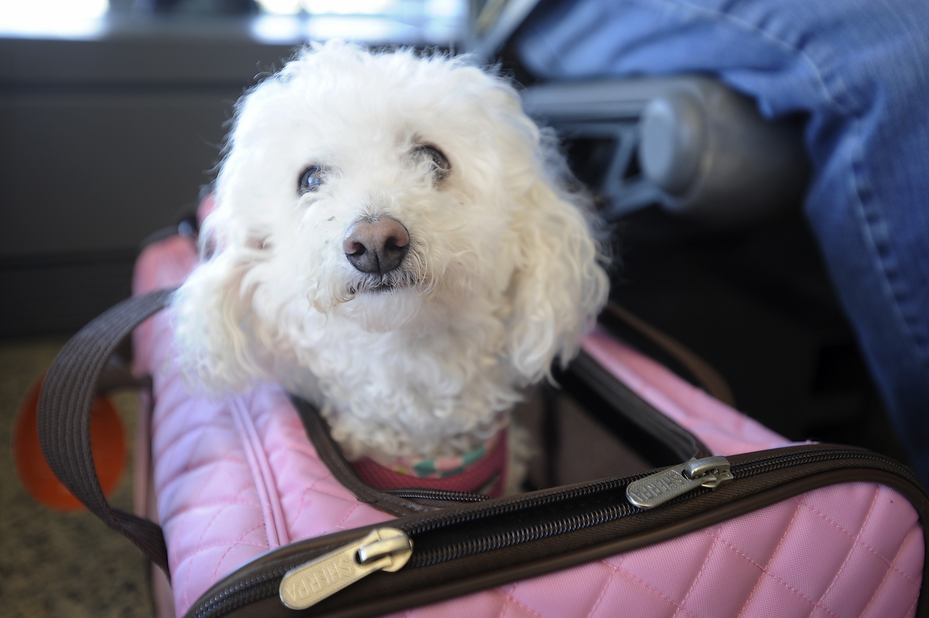 Poochon Mixed Dog Breed Pictures, Characteristics, & Facts