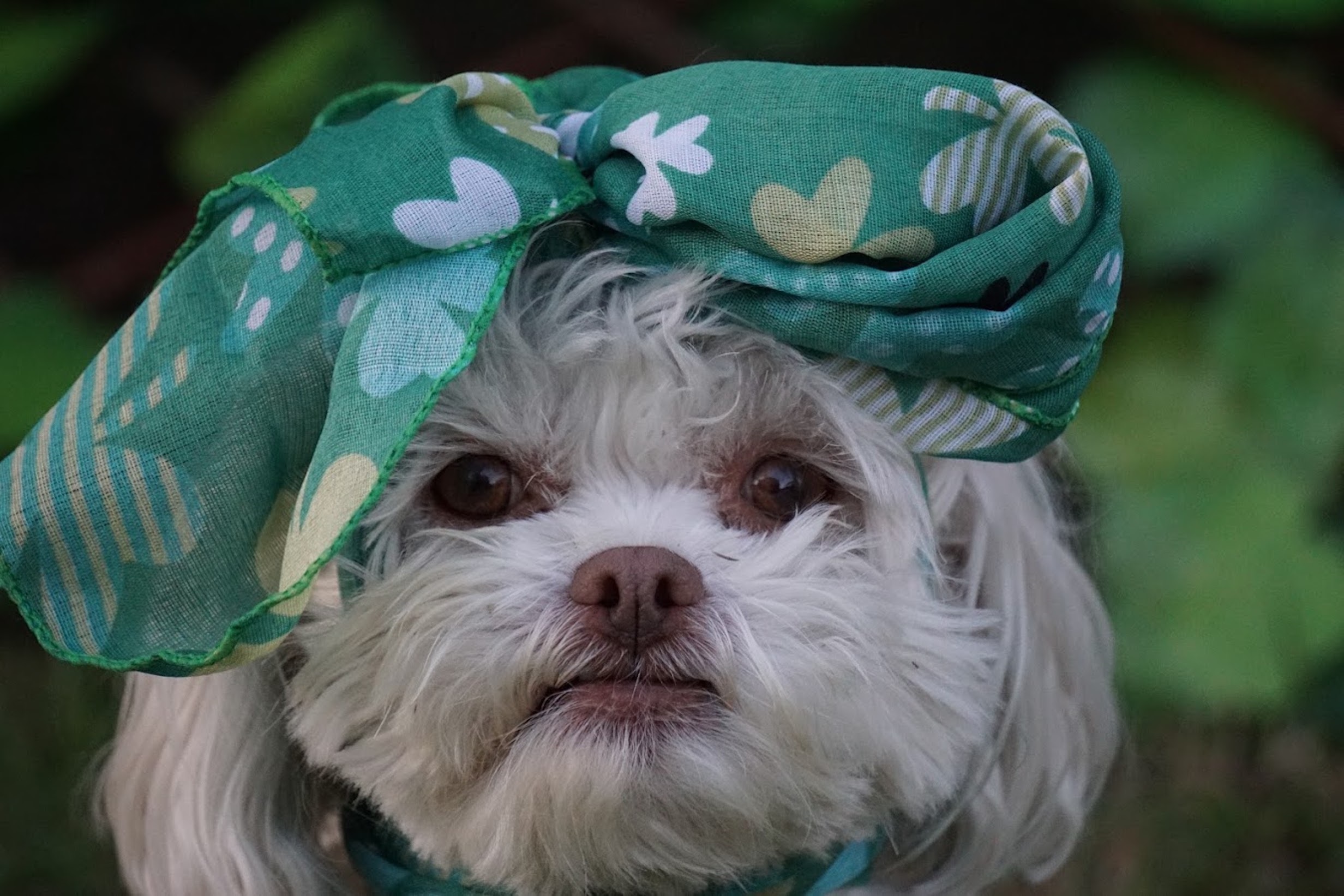 Poochon Mixed Dog Breed Pictures, Characteristics, & Facts