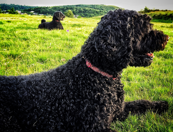 Portuguese Water Dogs And Puppies
