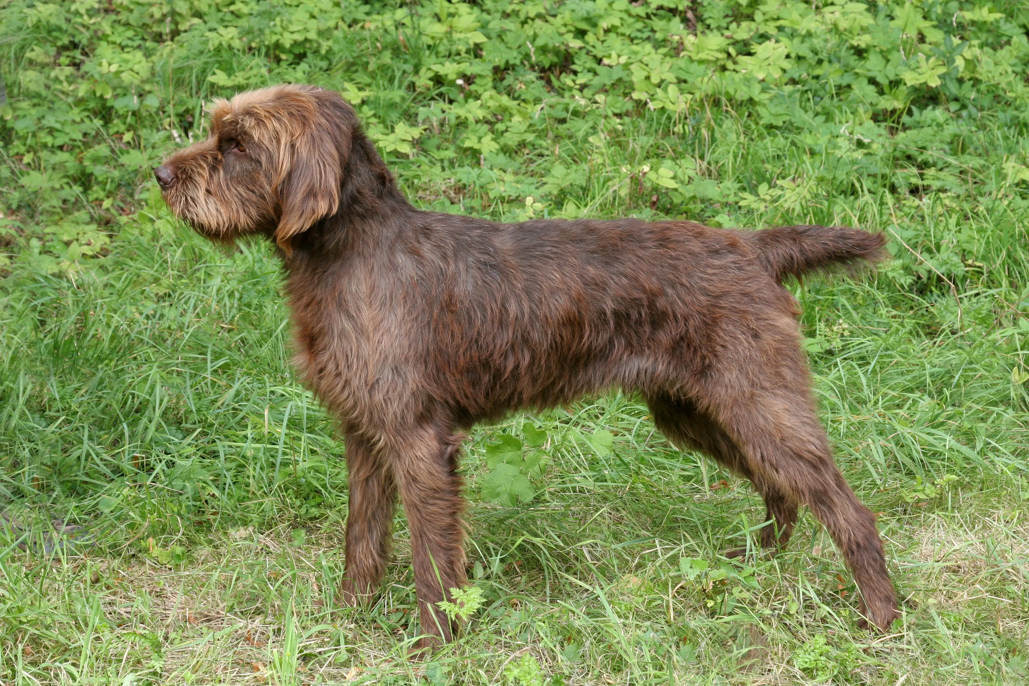 Pudelpointer Dog Breed Pictures, Characteristics, & Facts