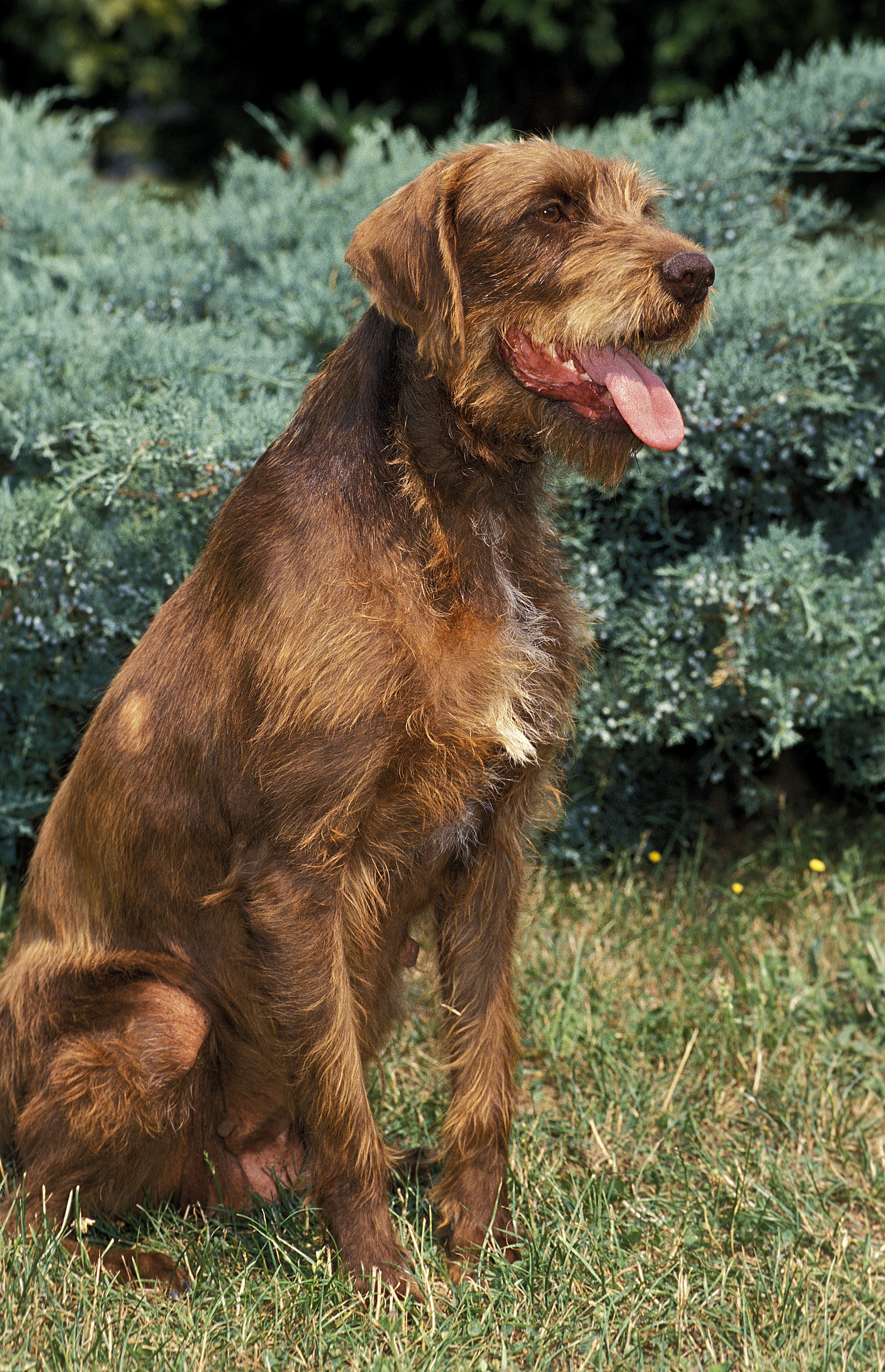 pudelpointer is a mixed breed